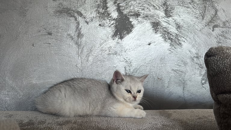 British shorthair kittens 