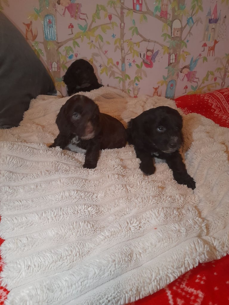 image for Cockapoo pups