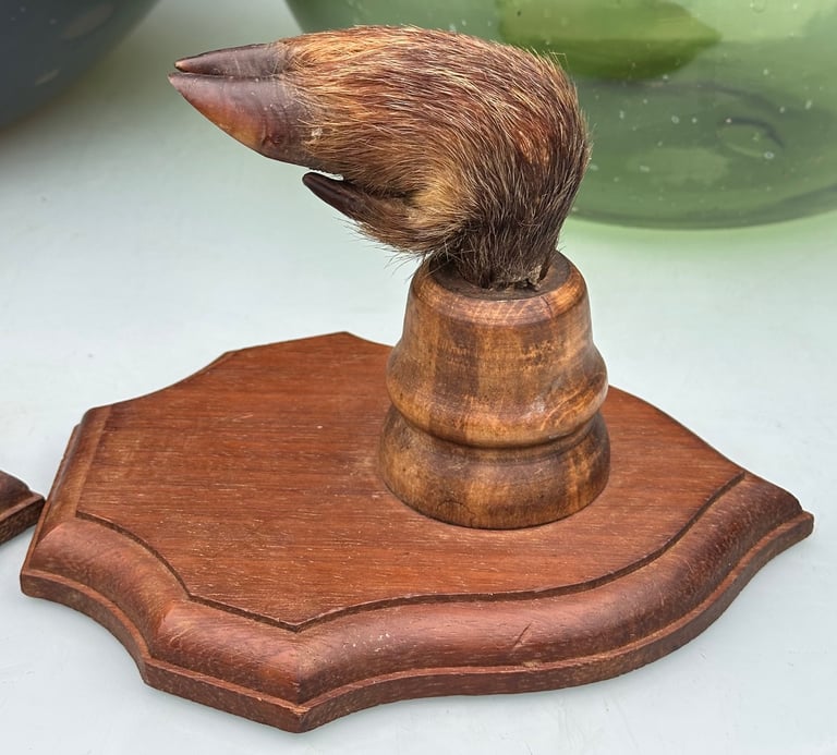 VINTAGE FRENCH TAXIDERMY WILD BOAR HOOVES COAT HOOKS, SANGLIER HOOF HUNTING RACK - WILL POST!