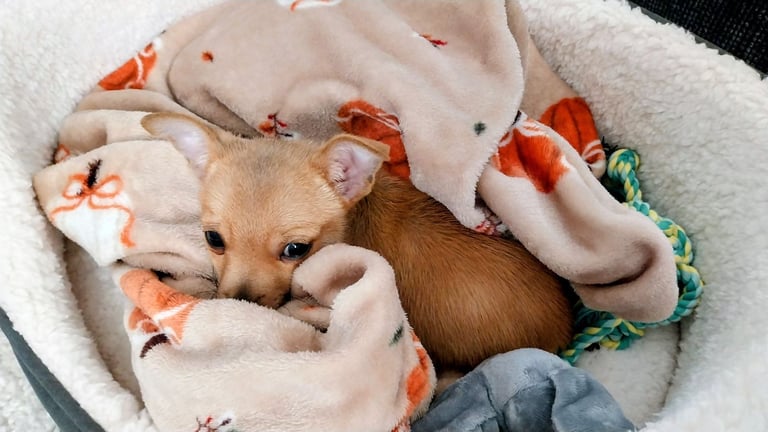 15 weeks Handsome little boy chihuahua x