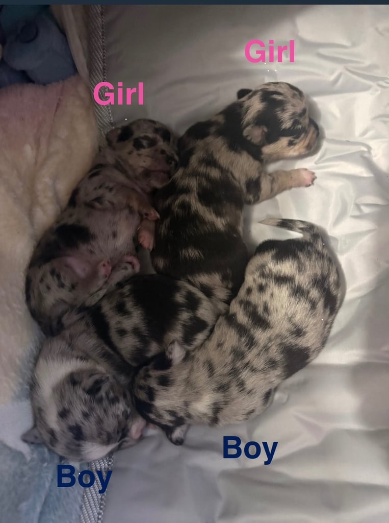 Merle Chihuahua puppys  