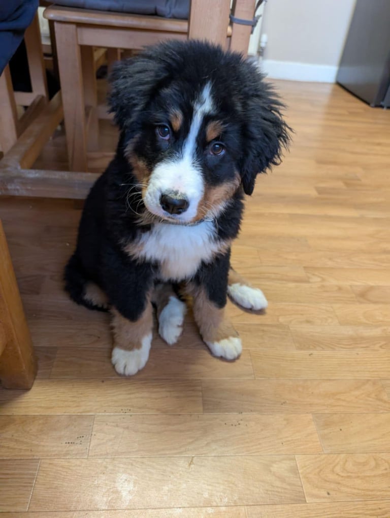 Bernese Mountain Dog