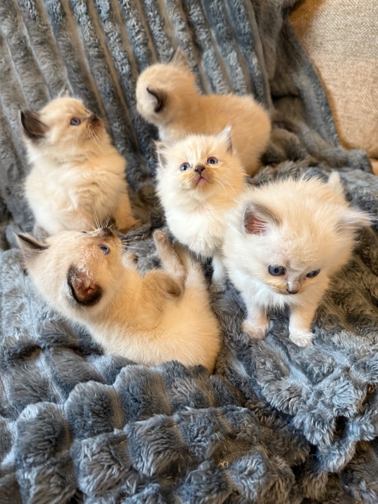Beautiful ragdoll kittens for sale