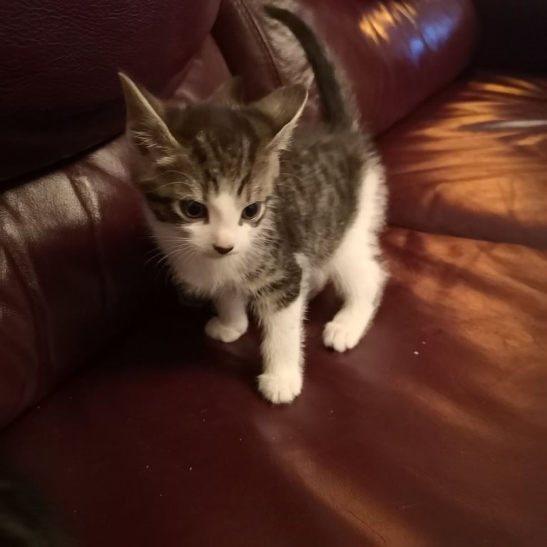 4 lovely kittens for sale 