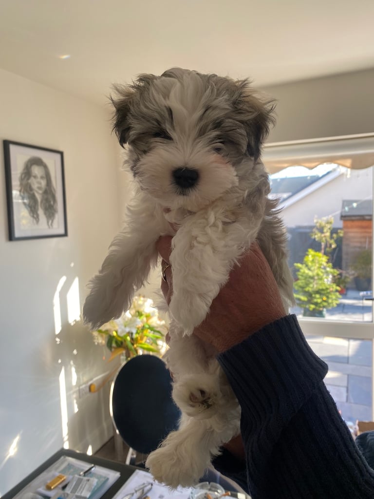 Korean maltipoo puppies for sale 