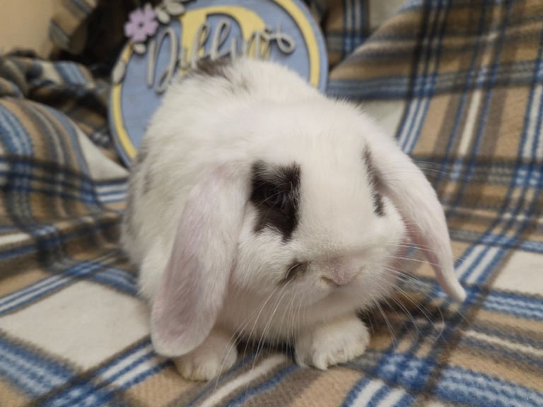 image for Mini lop bunny