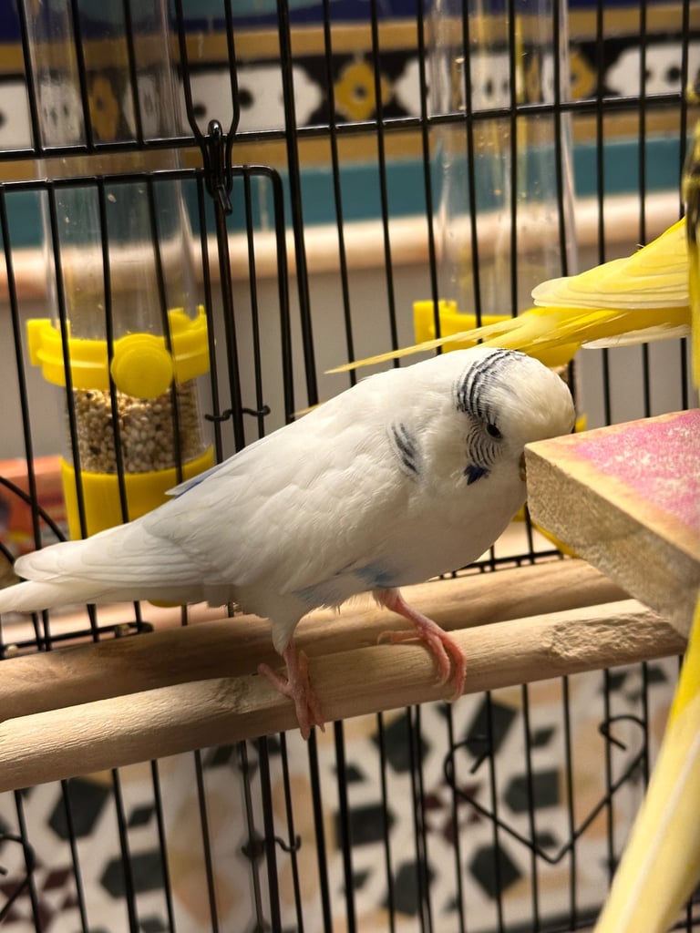 Three beautiful budgies FULL PACKAGE with big cage 