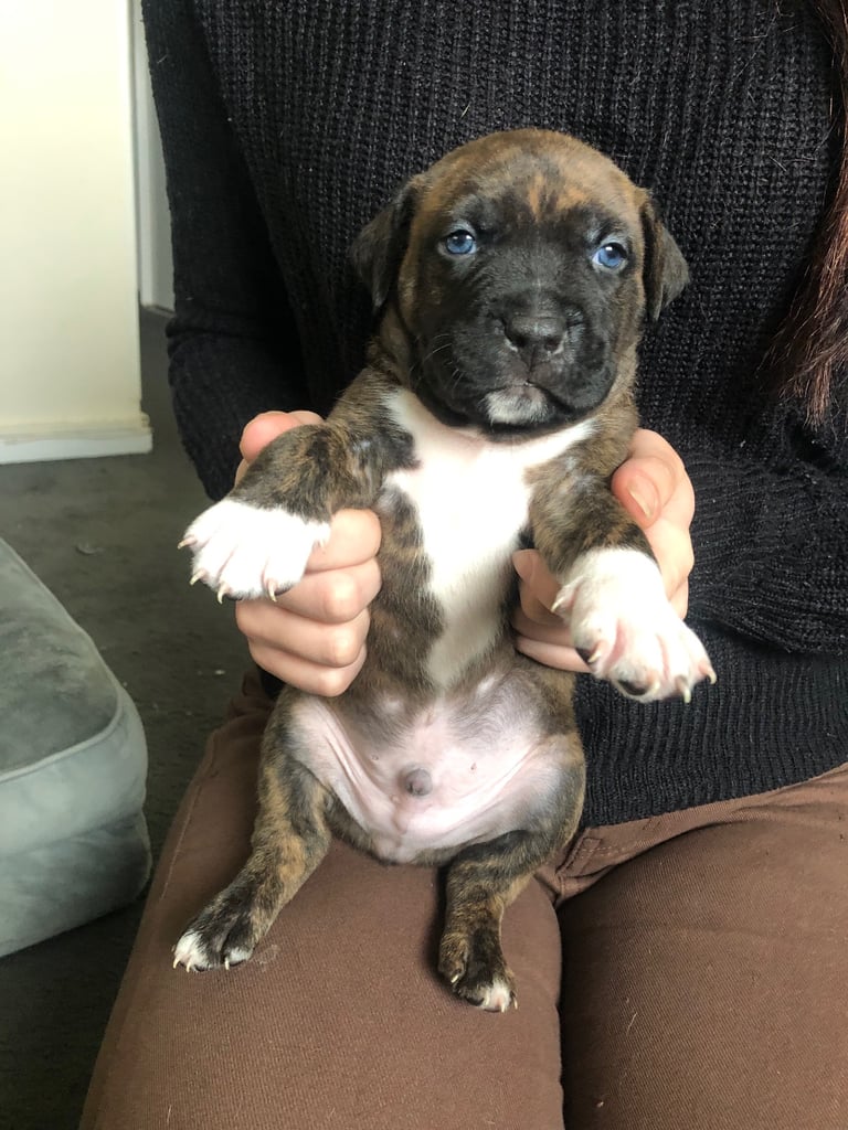Staffordshire Bull Terrier x puppies for sale