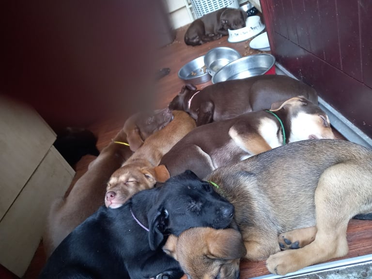 PUPPIES FOR SALE 