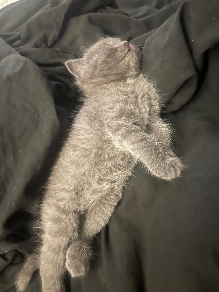 two beautiful kittens