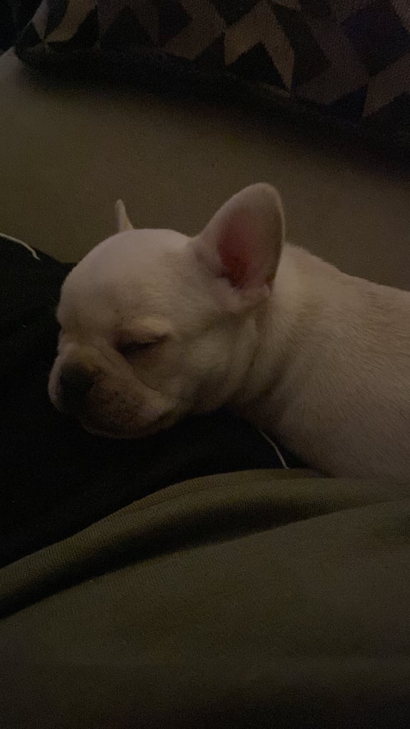 Frenchie pups for sale 