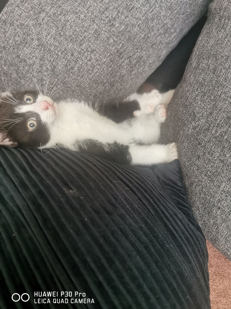 image for Kitties 