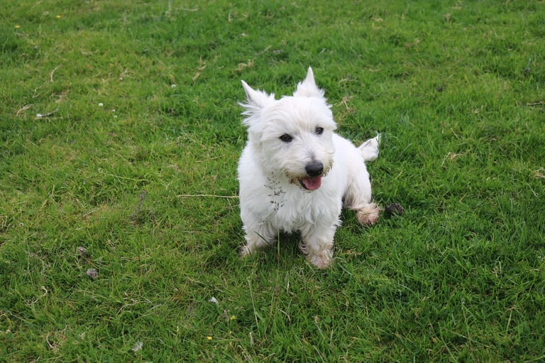 West Highland Terrier Dogs Puppies for Sale Gumtree