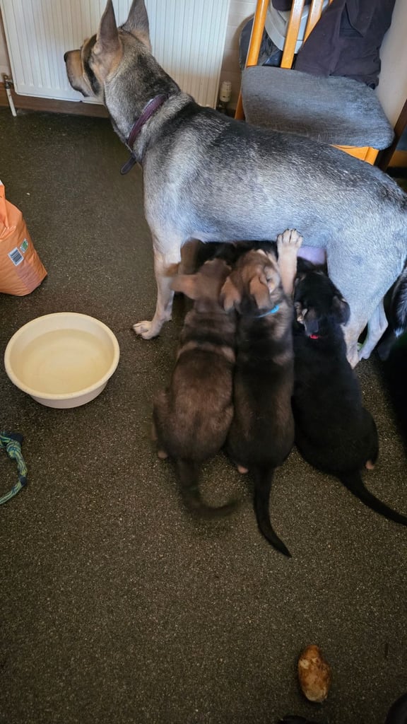 image for puppies