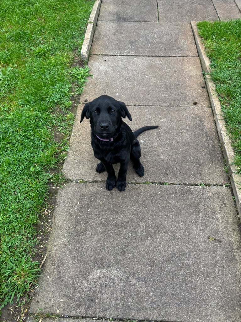 Hi for sale is my beautiful Labrador puppy