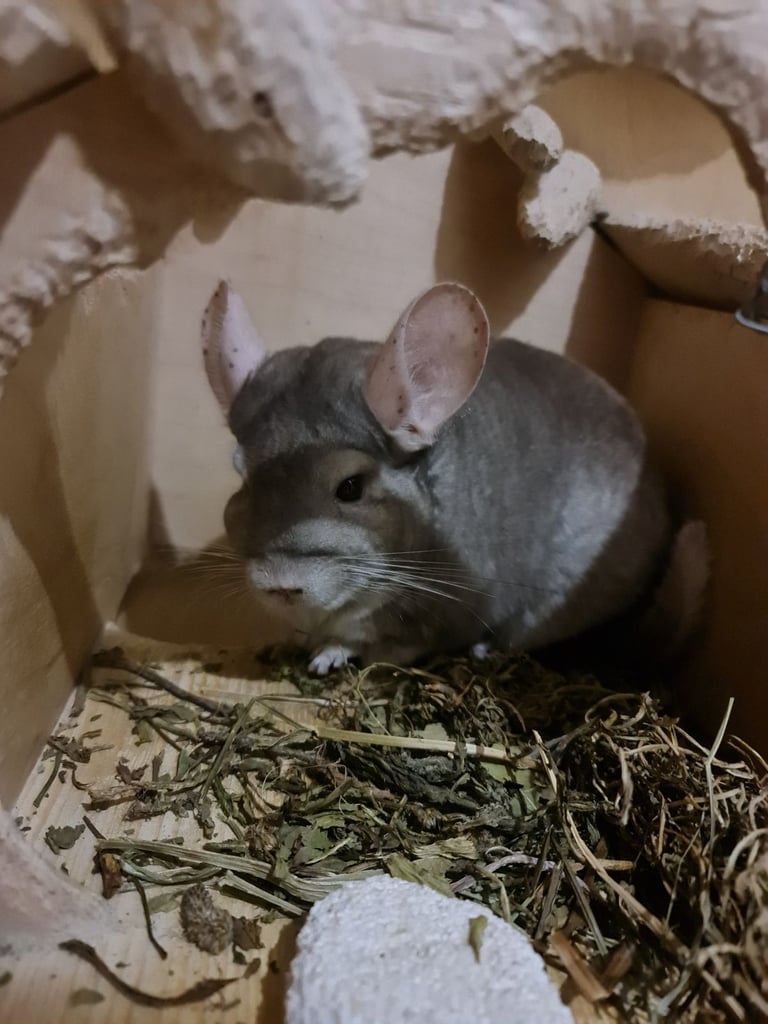 Beige chinchilla 