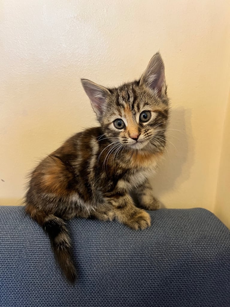  cute kittens