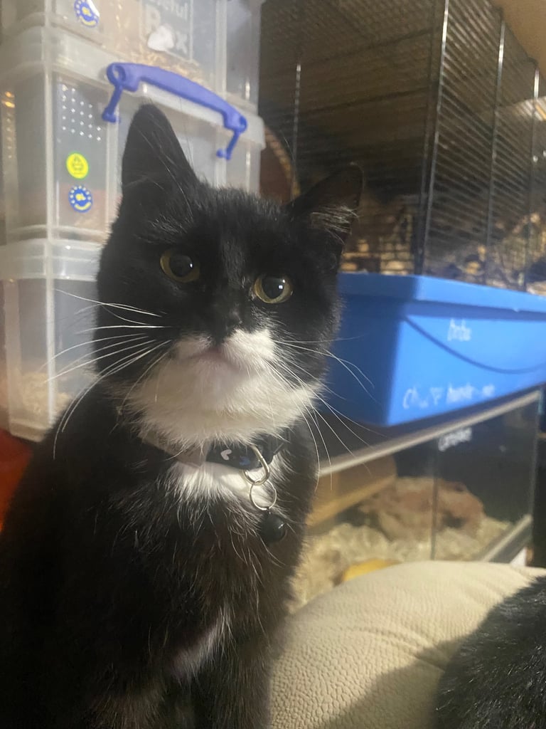 Lovely young cats looking for forever family 