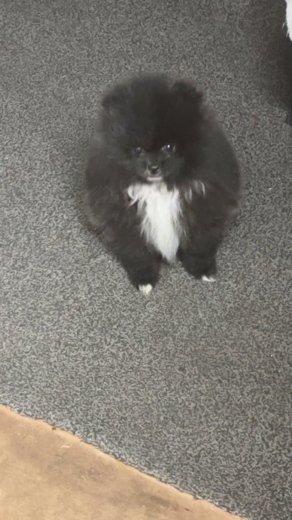 Puppy Pomeranian 
