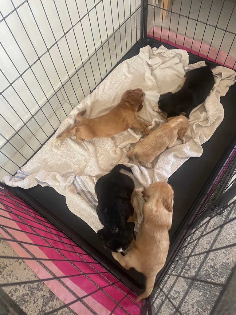 Kc show cocker spaniel puppy’s 