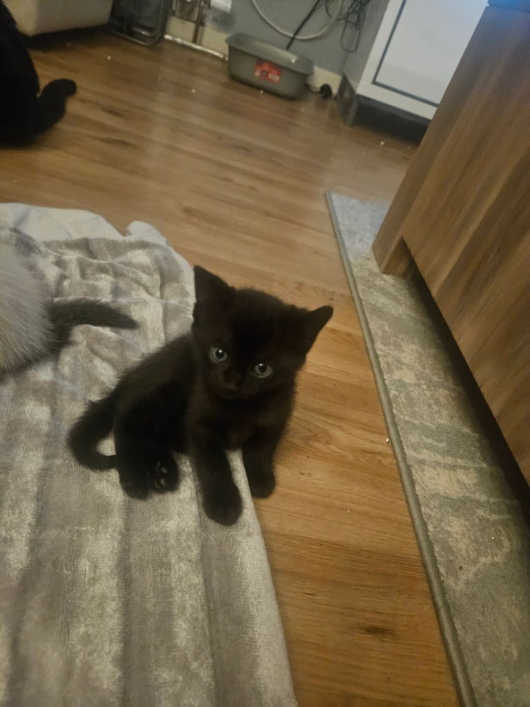 2 kittens available. 