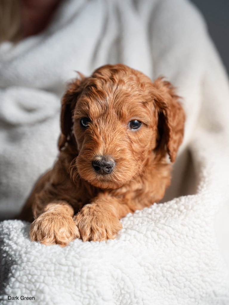 Golden doodles F1bb puppies hypoallergenic and malting