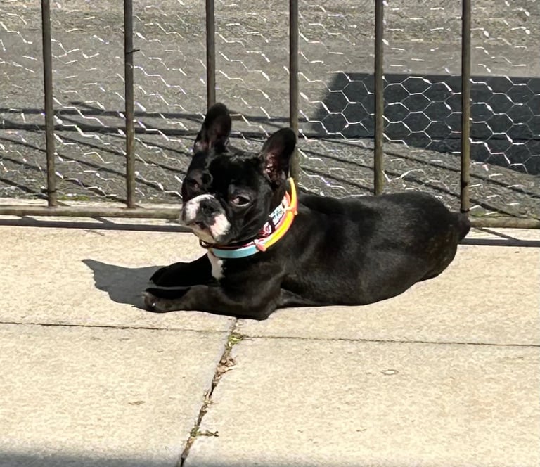 1 year old french bulldog for sale.