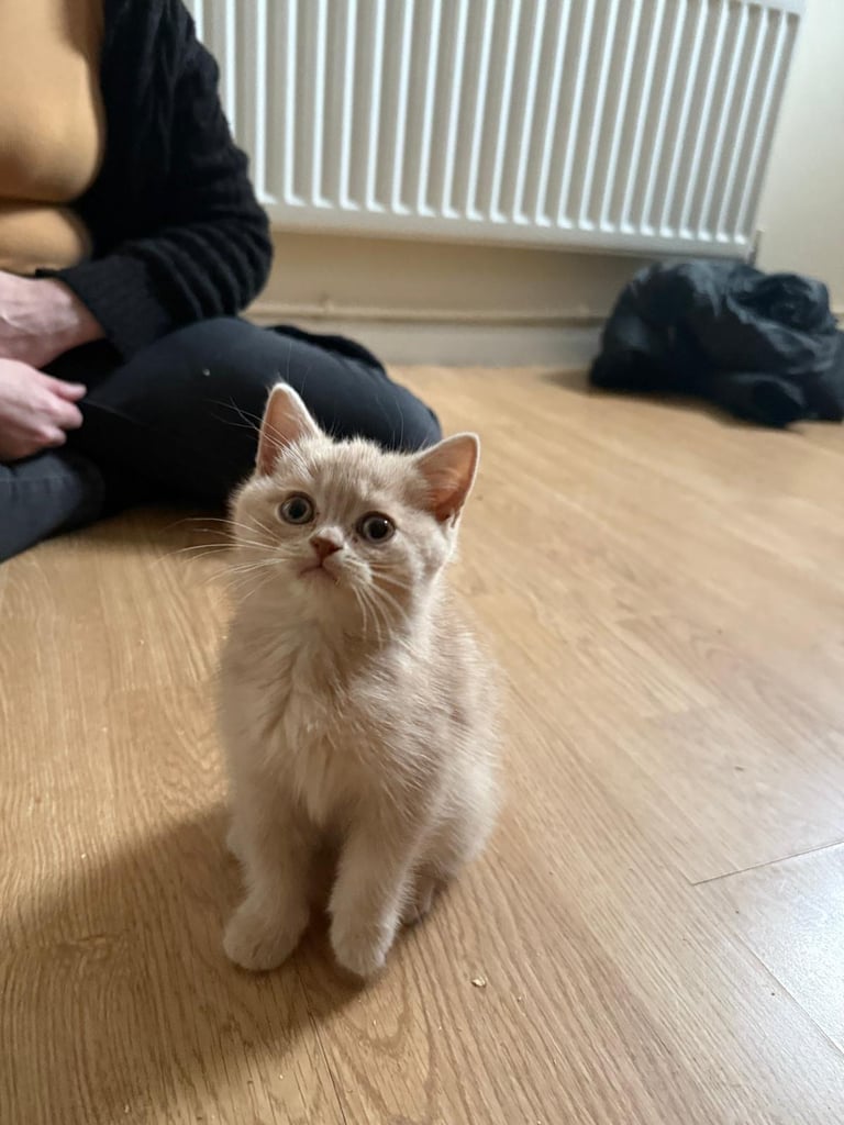 2 beautiful Bsh kittens 