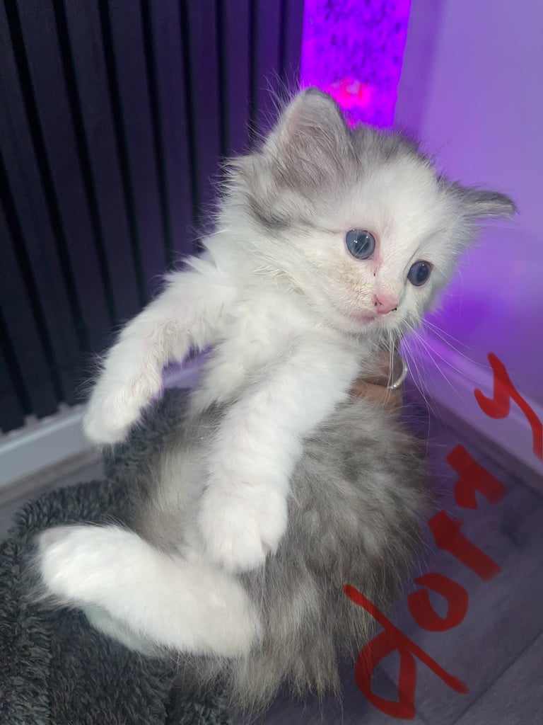 kittens Persian Chincilla  for sale Bradford