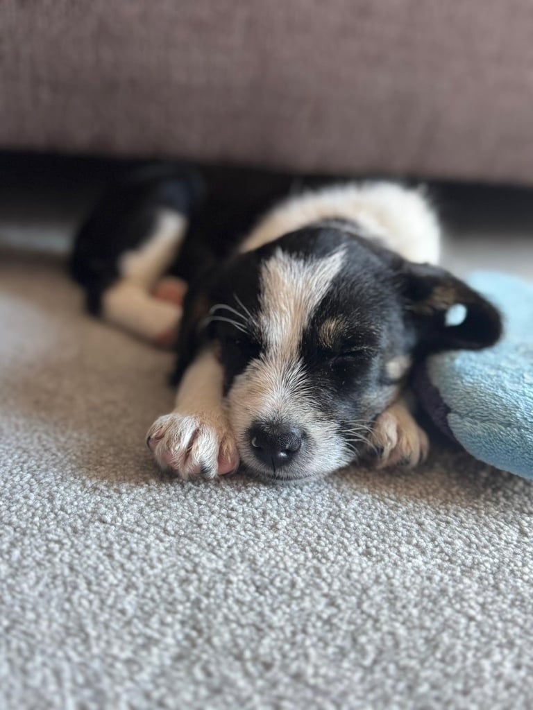 Border terrier puppy 