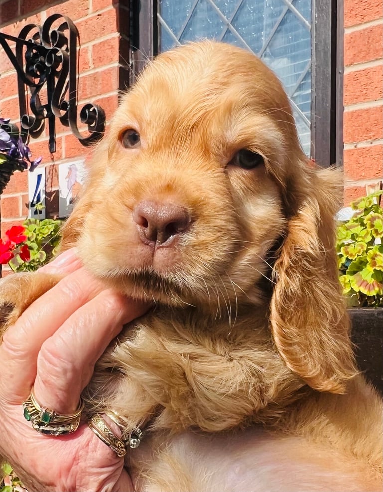 Show type cocker spaniel puppies 