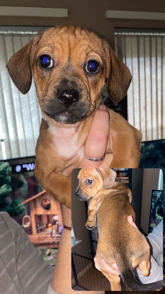 **last one** French bulldog x dash hound (French bull wiener) 