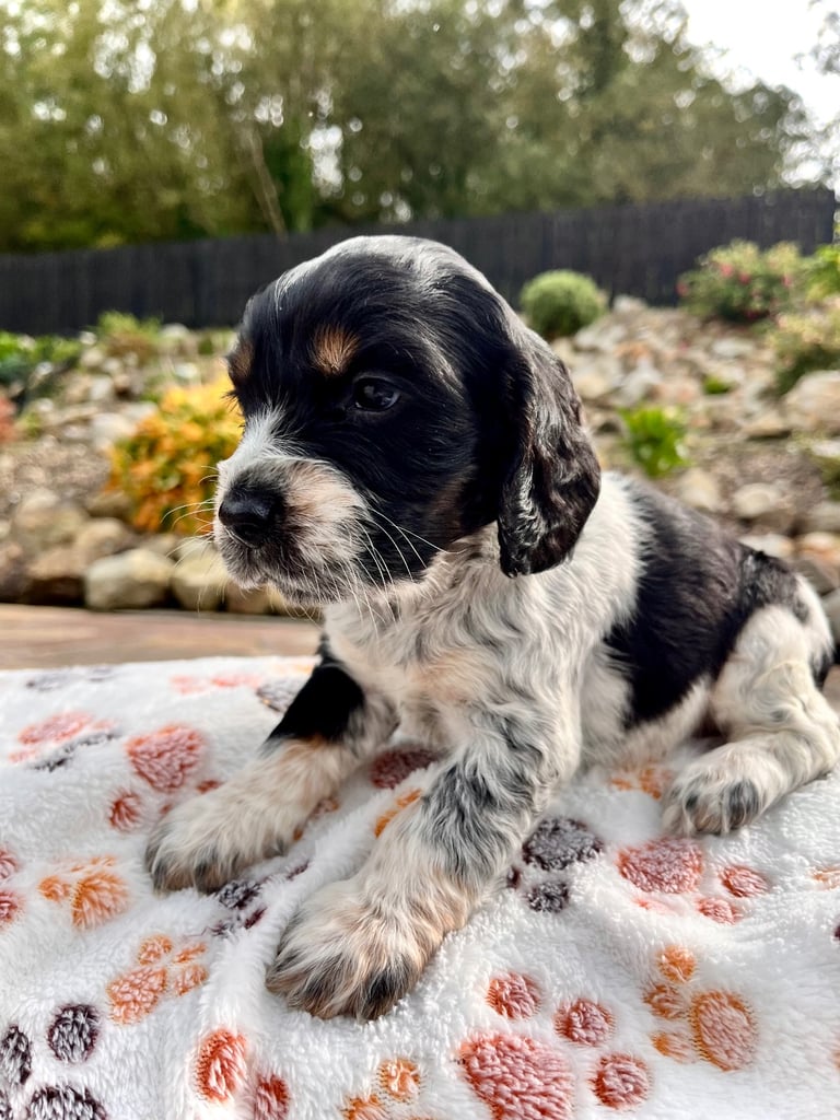 Cocker Spaniel pups 🐶 Looking for Forever Homes🐶
