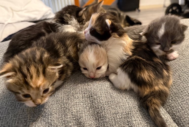 5 KITTENS 