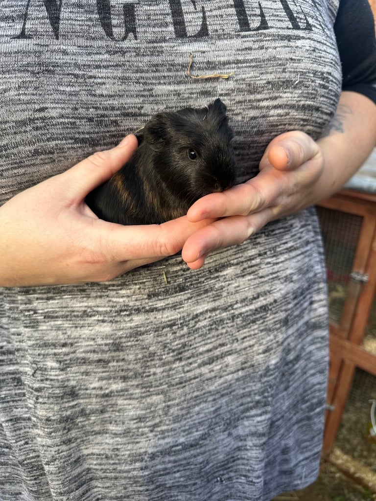 Male guinea pig babies 