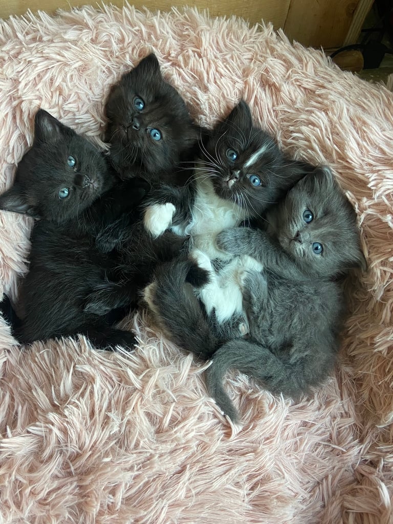 Health Checked Stunning Half Ragdoll Kittens