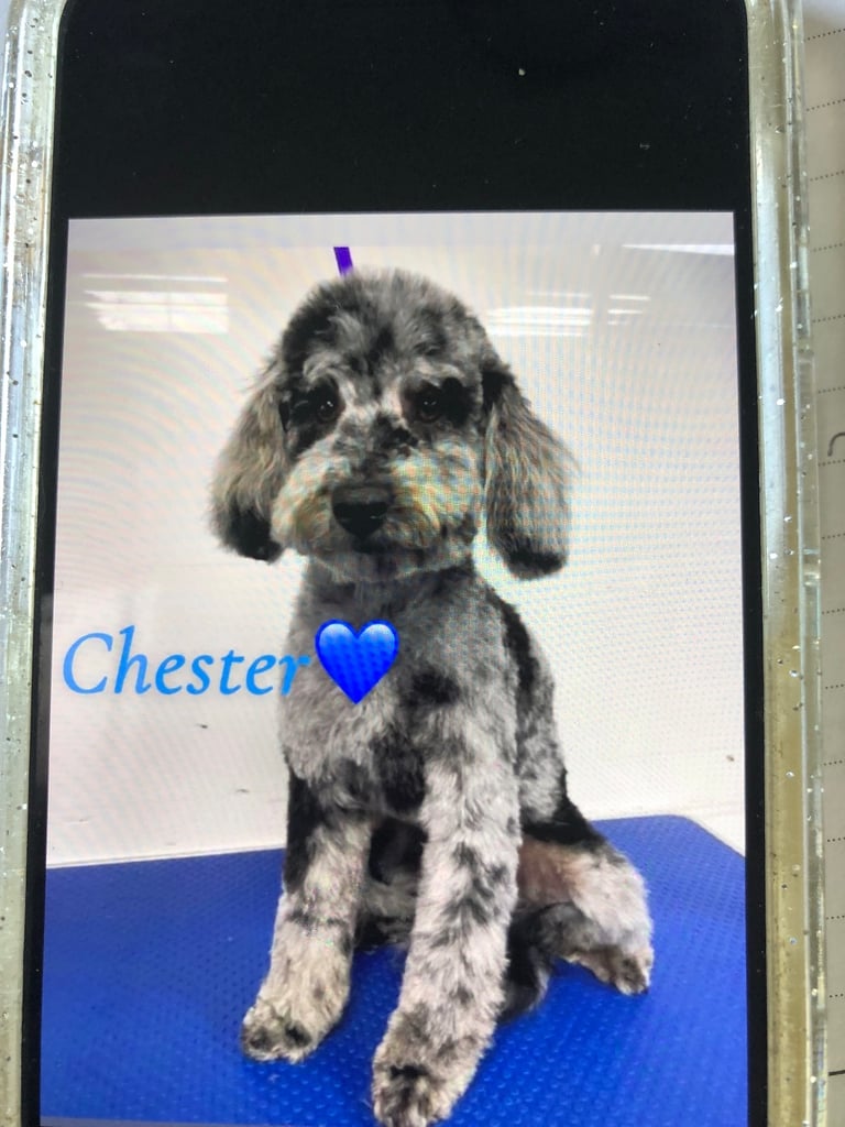 BEDDIPOO pups bedlington X toy poodle  