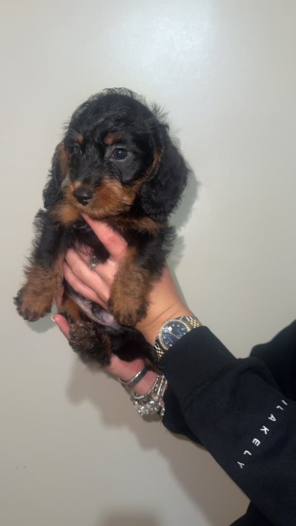 LAST TWO DAPPLE DACHSHUND BOY PUPPIES 