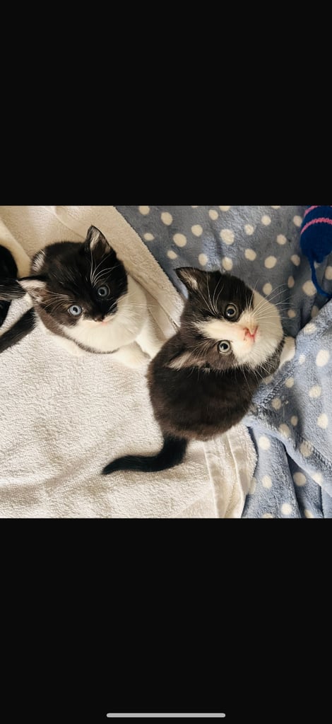 Kittens for sale