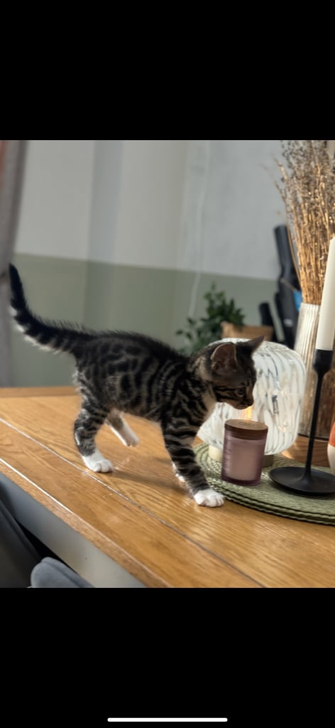 Maine coon cross Bengal kittens ready now 