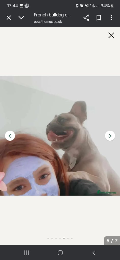 French bulldog crossed 