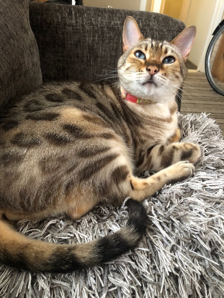 Beautiful Snow Bengal 