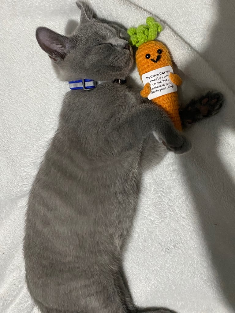 ✨Adorable British shorthair kittens ready to leave!✨