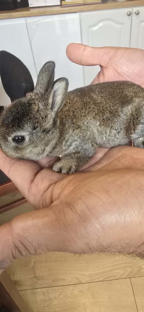 image for Rabbit Babies for sale