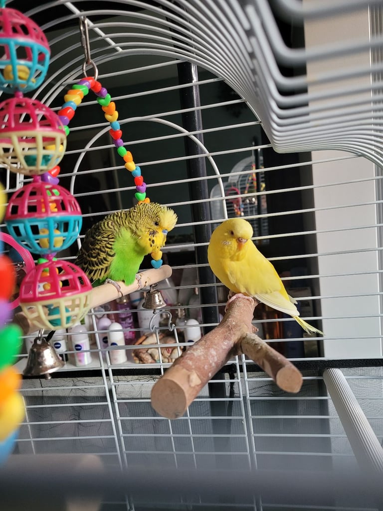 2 budgies for sale 