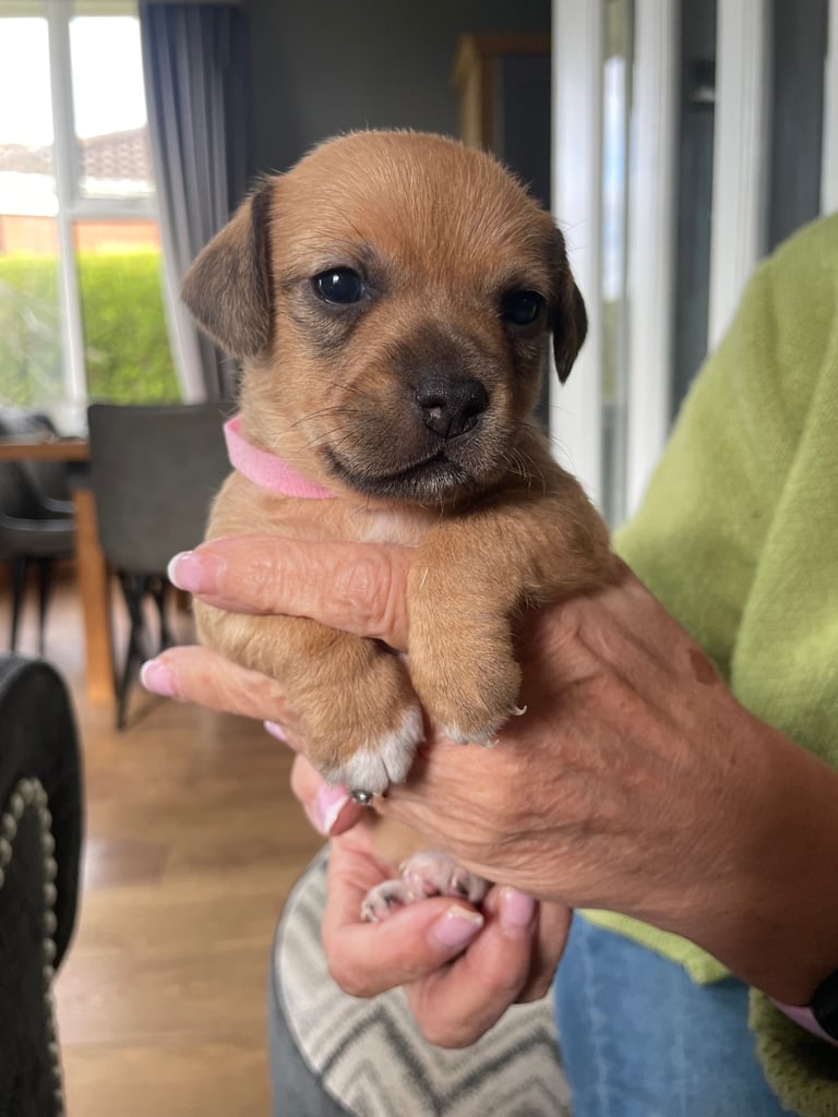 Jack Russell Pups