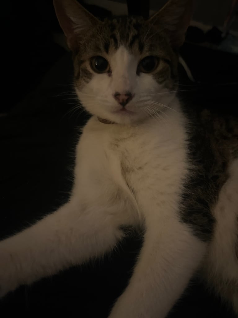 2 cats for sale  full pedigree f4 Bengal and a tabby cross price in description