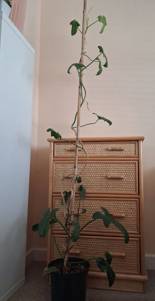 image for Tall philodendron indoor house plant 