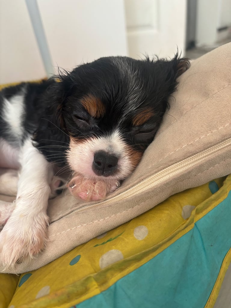 Cavalier King Charles 