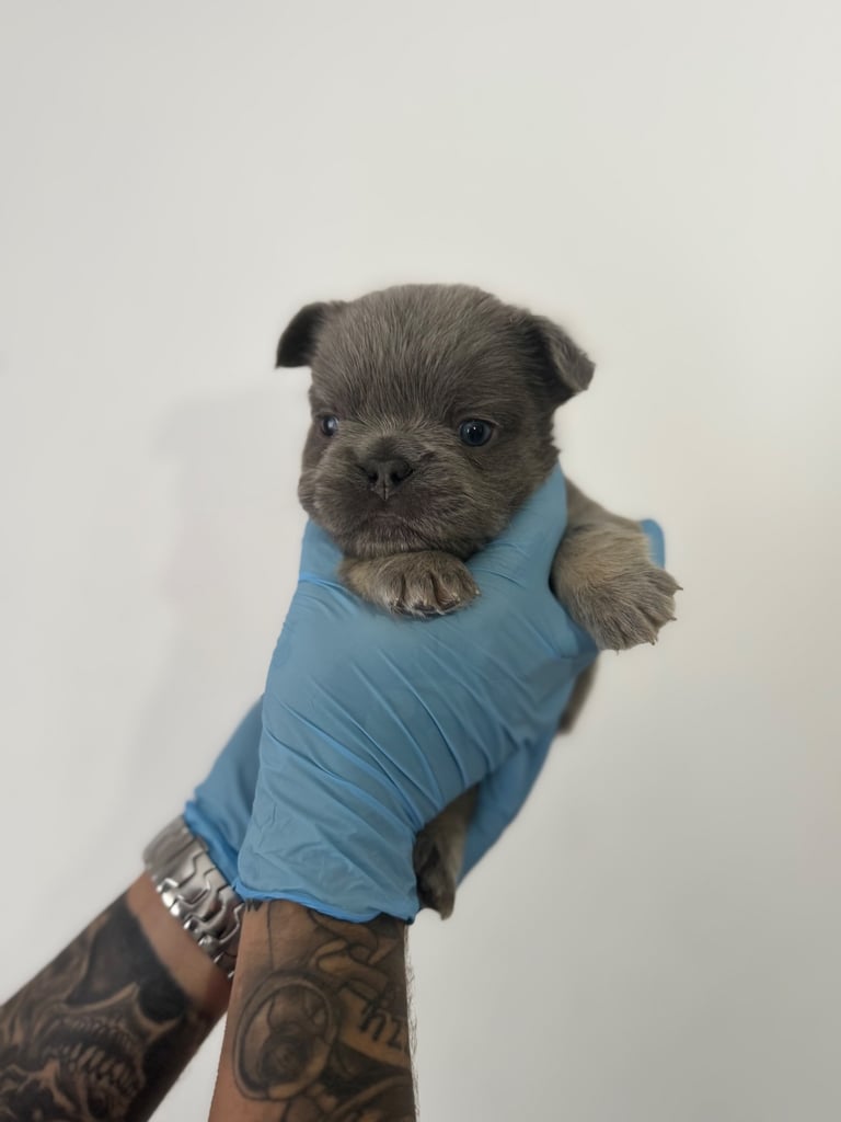 Fluffy/fluffy carrier French bulldogs 